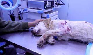 挑断脚筋真实图片 挑断脚筋真实图片