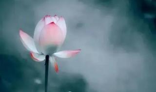 我是佛前的一朵青莲 我是佛前的一朵青莲