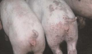 猪细小病毒 猪细小病毒