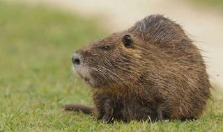 什么动物最安静 什么动物最安静