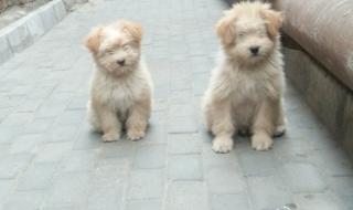 兰州流浪动物救助站 兰州流浪动物救助站