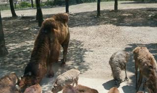 上海野生动物园水域游船值得玩吗 上海动物园好玩吗